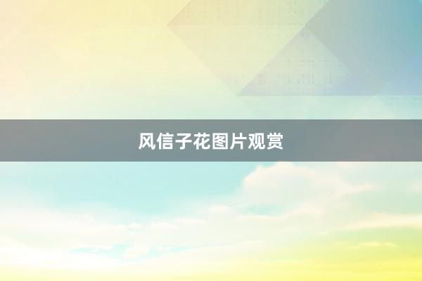 风信子花图片观赏